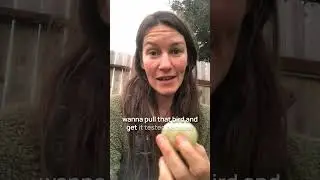 🤯 This egg was laid WITHOUT A SHELL! Wonder why? #letmeexplain #dailyeggs #shorts #natureisamazing