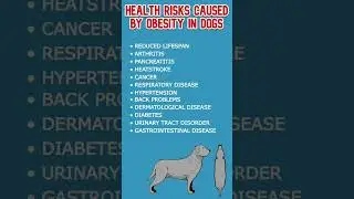 Health Risks of Obesity in Dogs!🐕