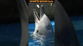 जानवरों के facts | Animal facts #elephant #dolphin #octopusfacts #dogloyalty