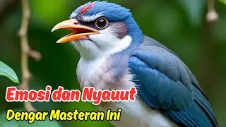Pancingan Murai Batu Full Tembakan, Cepat Nyauut dan Emosi