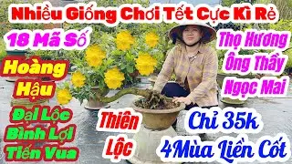🌼18/1☎️0979 370 704👉Chị Sáu🌲Mai Vàng Giá Rẻ🌲Xã 35k Nhiều Giống Giá Cực Kì Rẻ Nụ Khủng Khiếp🌲18 Mã Rẻ