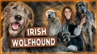 IRISH WOLFHOUND - A MAIOR RAÇA DE CACHORRO DO MUNDO!!!! - Tudo sobre a raça  #irishwolfhound