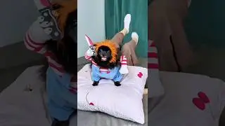Don&rsquo;t Make Lisa Angry!👿#funnydog #libalu #pomeranian