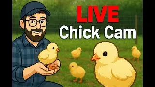 Live Baby Chicks Cam 🐣 | Watch Our Adorable Chicks Grow at DiamondTrail Ranch