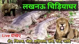 Lucknow zoo lion 🦁 | Lucknow zoo Vlog 2022 | Lucknow zoo