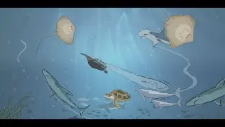 Ocean Guardians - Protecting Threatened Sharks and Rays in Bangladesh