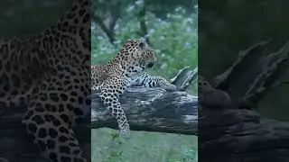 Wild Leopard CAUGHT Sitting in Tree!