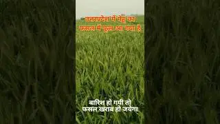 Wheat Plant In Uttar Pradesh