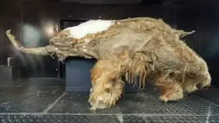Discover 5 Fascinating Animals Uncovered in Permafrost
