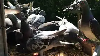 Taubenf&uuml;tterung am Taubenturm