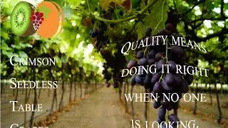 Crimson Seedless Table Grapes from Vrontou,Pieria,Greece(2015).