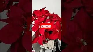 Red flowers