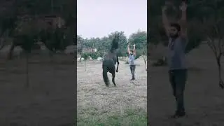 Horse training horse horses