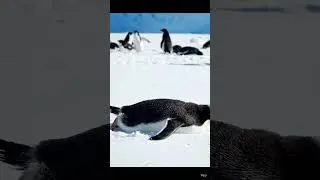 🥰 penguin#short video s