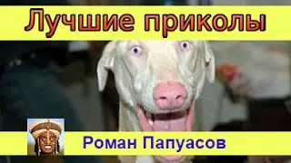 ЛУЧШИЕ ПРИКОЛЫ Получил по горбу расстрелянным деревом