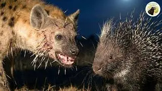 never mess with a porcupine: the hyena's most painful lesson | animal fights.