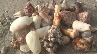 Many cone shells were found on the beach