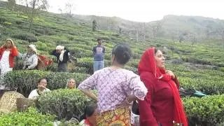 Tea Garden Darjeeling