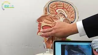 耳鼻喉科 | 睡眠窒息 鼻鼾男士有機會 更年期女士亦有可能