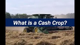 What is a Cash Crop?