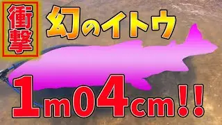 【衝撃映像】これが！夢のメーターオーバーイトウ！北海道朱鞠内湖～第3幕～