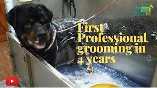 Dog Gets His 1st Ever Professional Grooming in 4 years | Rottweiler Grooming