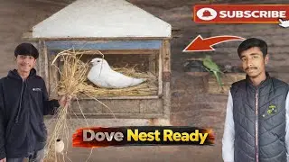 Nest for DovellMy Favourite BirdsllBirds AviaryllPet vlog#Petvlog #Parrot #dove #birds #pigeon