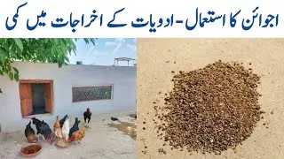 Carom Seeds for Chickens | Ajwain and ACV for Poultry Birds | Dr. ARSHAD