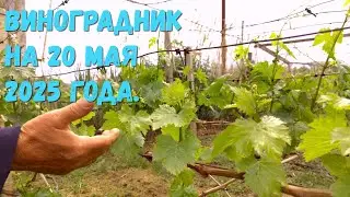 Виноградник состояние на 20 мая 2025 год.