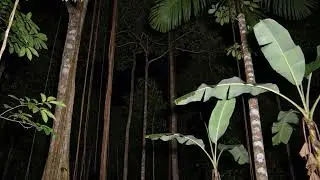 🔴 LIVE 🌿 Night Forest Ambience Nature Sounds for Sleep Music, Meditation & Calm Mind