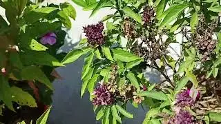 bulbul garden ke terrace plant ☘️🌵