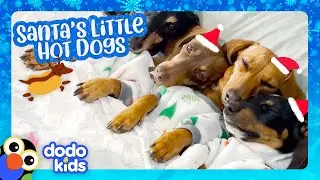 8 Tiny Dogs Get The Job Of A Lifetime &mdash; Pulling Santa's Sleigh! | Dodo Kids | Happy Holidays