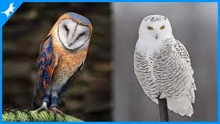 AS 5 CORUJAS MAIS BONITAS DO MUNDO ! 🦉❤️ // Tem a Coruja Branca, Das Neves.
