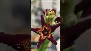 Caralluma tuberculata #plants #hybridcrops #biology #hybridseeds #cactus #Ascleapiads #Stapeliads