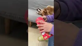 #DogGrooming #DogCare #CuteDogs #DogLovers #DogsOfYouTube #HappyDog 🐻 Duoduo: Get the basket, 😁 P42
