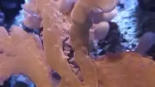120 gln reef/ moti setosa