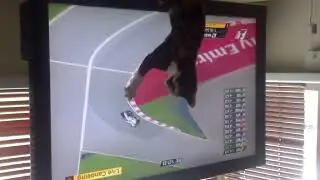 Cute Kitten driving formula 1 racing car. Must see very funny!