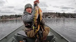 CATCH, Clean & Cook JUMBO Perch!