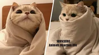Cute Pet TikToks That Are Really Cozy | Animals Reaction USA | Cute Cats & Dogs