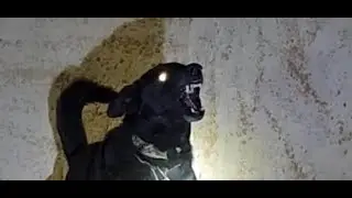 كلب اسود هاجم وعض فتاة وأمرأه وقرر صاحبه الاستغناء عنه مع جمال العمواسي