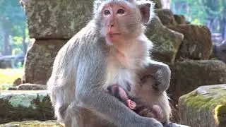 Poor Newborn Baby Monkey Sleeping Drinking Milk and happy animal #1123