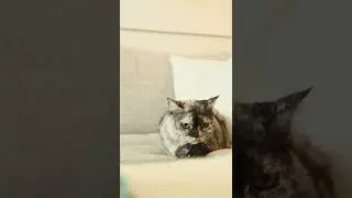 Cat Sitting on a Sofa