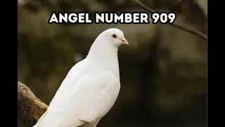 Angel Number 909 - Message from the Universe