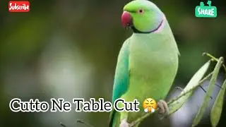 Cutto Ne Table Cut Kr Di 😤| Sari Cheezin Cut Kr Deta hai 😛 | @Fakhraparrotvlog