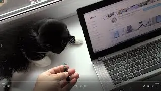 Как подключить Xiaomi 1More iBFree к ноутбуку Toshiba U840W на Windows 10