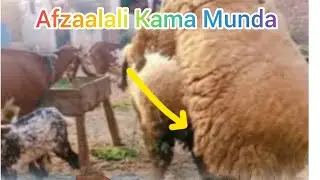 10 February 2025#dehatiblogs #vlog #Afzaalali Kama Munda