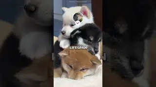 Три самые долгоживущие породы собак