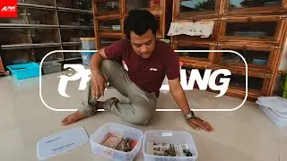 Sang Petualang - PERBEDAAN BOA DAN PYTHON