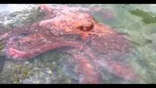 Giant octopus - Enteroctopus dofleini - Saltspring Island