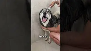 My dog is not a fan of the bath! #dogsofyoutube #dog #dogs #husky #huskies #bath